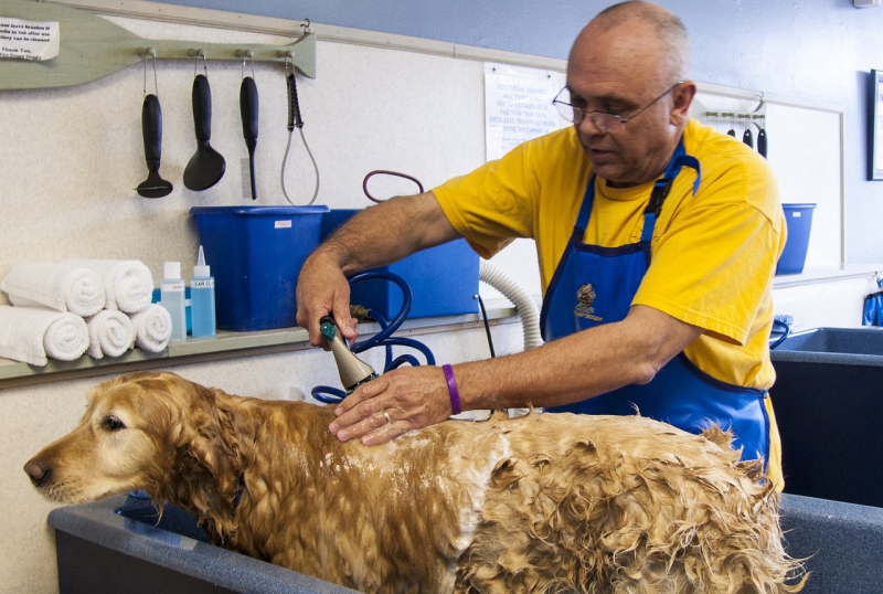 toiletteur-ROQUEBRUNE CAP MARTIN-min_dog-bath-682169_1280